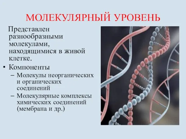 МОЛЕКУЛЯРНЫЙ УРОВЕНЬ Представлен разнообразными молекулами, находящимися в живой клетке. Компоненты