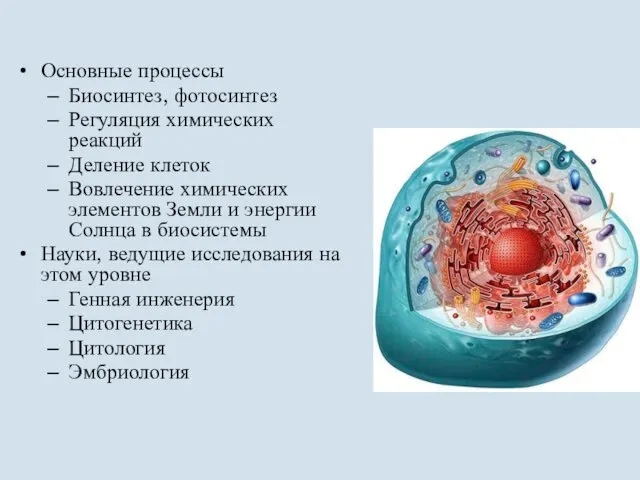 Основные процессы Биосинтез, фотосинтез Регуляция химических реакций Деление клеток Вовлечение