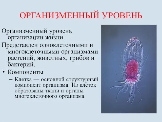 ОРГАНИЗМЕННЫЙ УРОВЕНЬ Организменный уровень организации жизни Представлен одноклеточными и многоклеточными