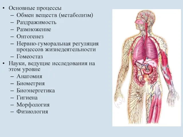 Основные процессы Обмен веществ (метаболизм) Раздражимость Размножение Онтогенез Нервно-гуморальная регуляция