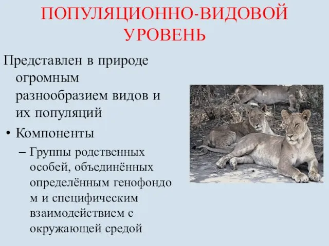 ПОПУЛЯЦИОННО-ВИДОВОЙ УРОВЕНЬ Представлен в природе огромным разнообразием видов и их