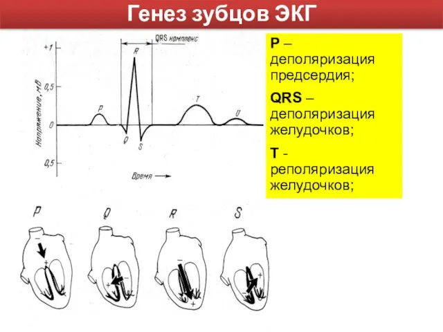 Генез зубцов ЭКГ Р – деполяризация предсердия; QRS – деполяризация желудочков; T - реполяризация желудочков;