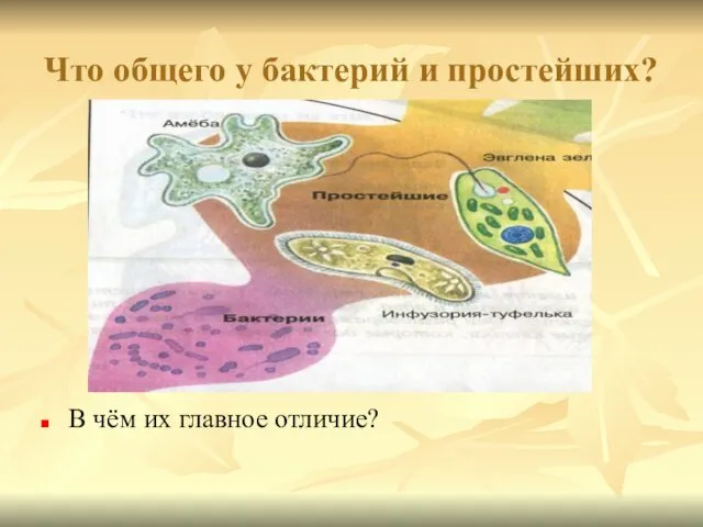 Что общего у бактерий и простейших? В чём их главное отличие?