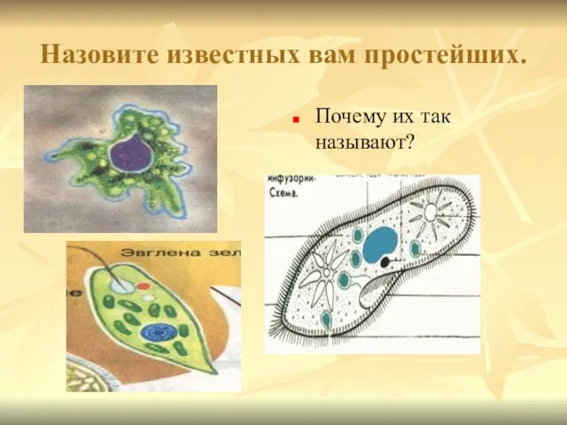 Назовите известных вам простейших. Почему их так называют?