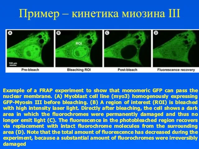 Пример – кинетика миозина III Example of a FRAP experiment