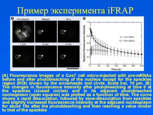 Пример эксперимента iFRAP (A) Fluorescence images of a Cos7 cell