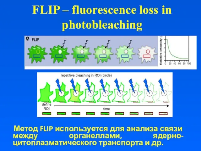 FLIP – fluorescence loss in photobleaching Метод FLIP используется для
