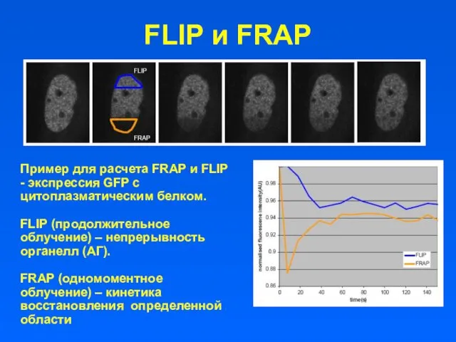 FLIP и FRAP Пример для расчета FRAP и FLIP -