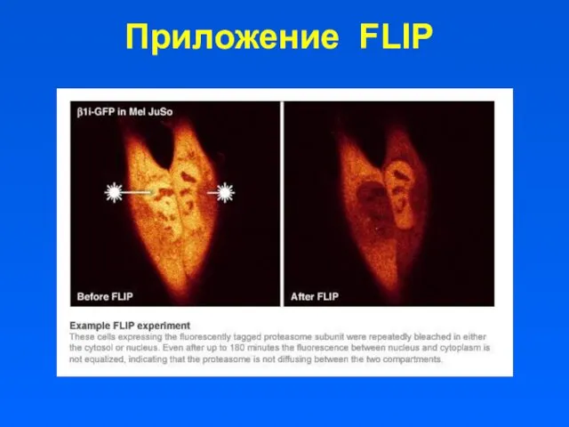 Приложение FLIP