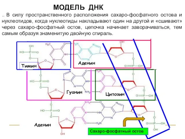 МОДЕЛЬ ДНК .. В силу пространственного расположения сахаро-фосфатного остова и