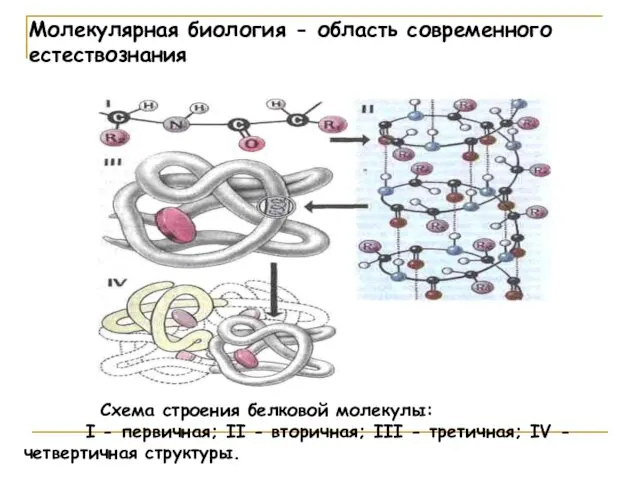 Схема строения белковой молекулы: I - первичная; II - вторичная;