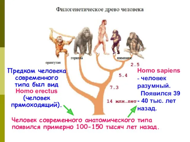 Предком человека современного типа был вид Homo erectus (человек прямоходящий).