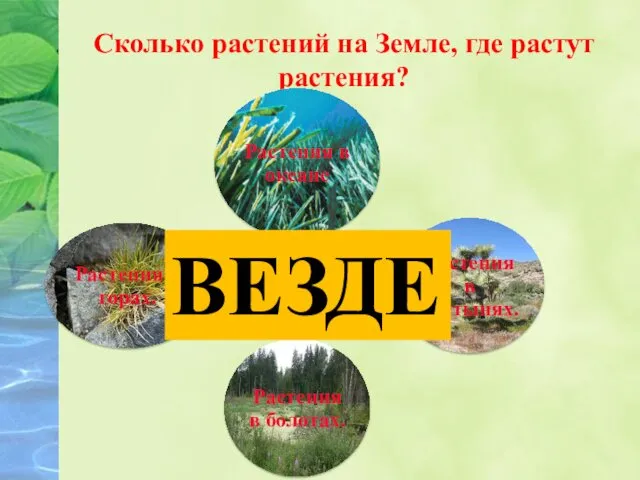 Сколько растений на Земле, где растут растения? ВЕЗДЕ