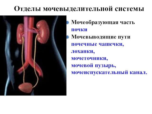 Отделы мочевыделительной системы Мочеобразующая часть почки Мочевыводящие пути почечные чашечки, лоханки, мочеточники, мочевой пузырь, мочеиспускательный канал.