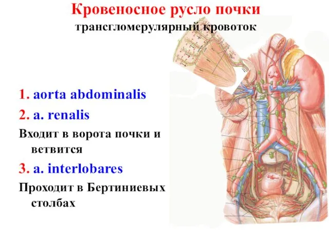 Кровеносное русло почки трансгломерулярный кровоток 1. aorta abdominalis 2. a.
