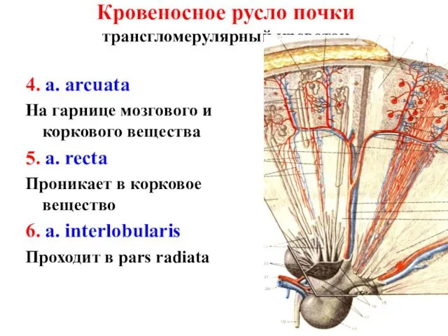 Кровеносное русло почки трансгломерулярный кровоток 4. a. arcuata На гарнице