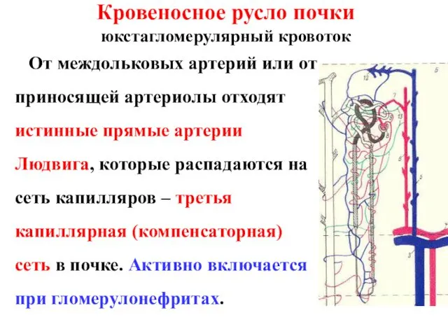 Кровеносное русло почки юкстагломерулярный кровоток От междольковых артерий или от