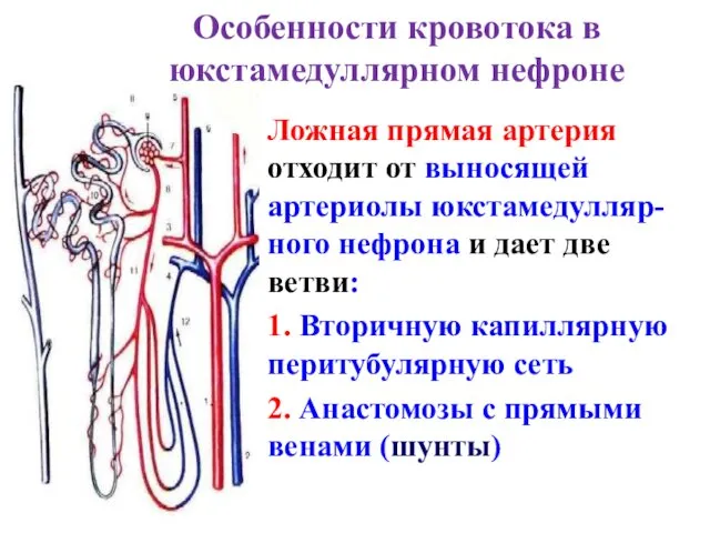 Особенности кровотока в юкстамедуллярном нефроне Ложная прямая артерия отходит от
