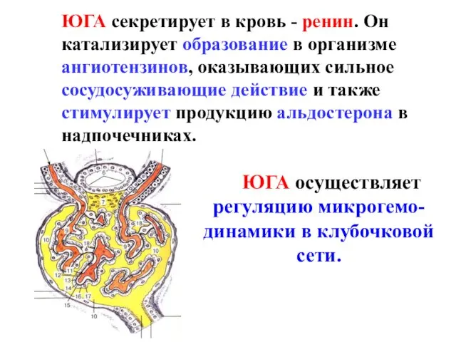 ЮГА секретирует в кровь - ренин. Он катализирует образование в