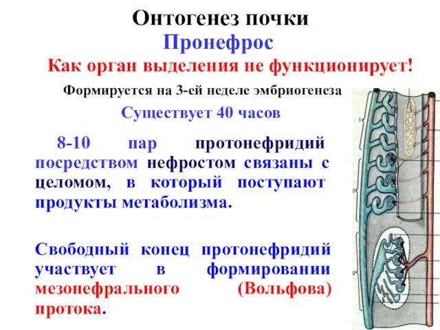 Онтогенез почки Пронефрос 8-10 пар протонефридий посредством нефростом связаны с