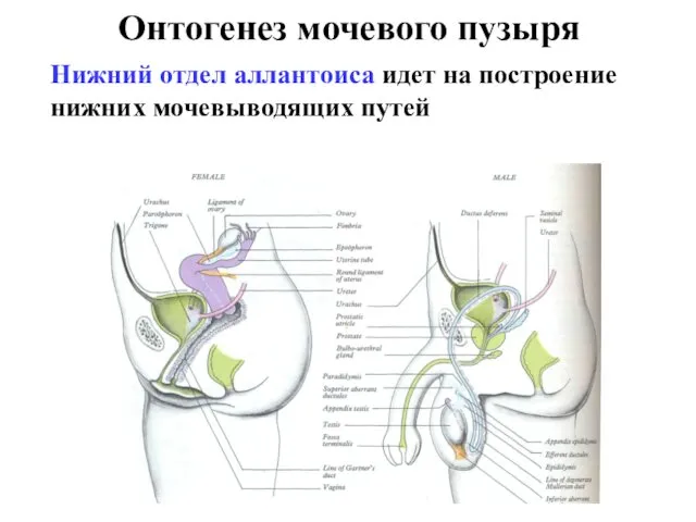 Онтогенез мочевого пузыря Нижний отдел аллантоиса идет на построение нижних мочевыводящих путей