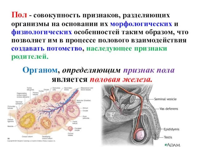 Пол - совокупность признаков, разделяющих организмы на основании их морфологических