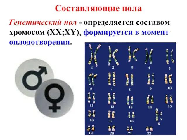 Составляющие пола Генетический пол - определяется составом хромосом (XX;XY), формируется в момент оплодотворения.