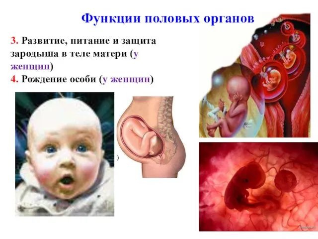 3. Развитие, питание и защита зародыша в теле матери (у
