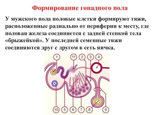 Формирование гонадного пола У мужского пола половые клетки формируют тяжи,