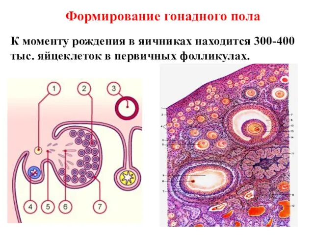 К моменту рождения в яичниках находится 300-400 тыс. яйцеклеток в первичных фолликулах. Формирование гонадного пола