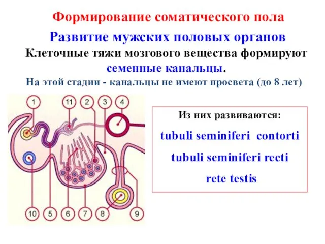 Формирование соматического пола Развитие мужских половых органов Из них развиваются: