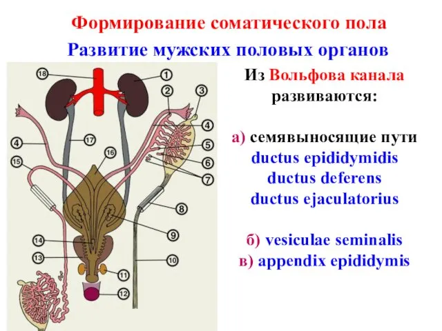 Формирование соматического пола Развитие мужских половых органов Из Вольфова канала