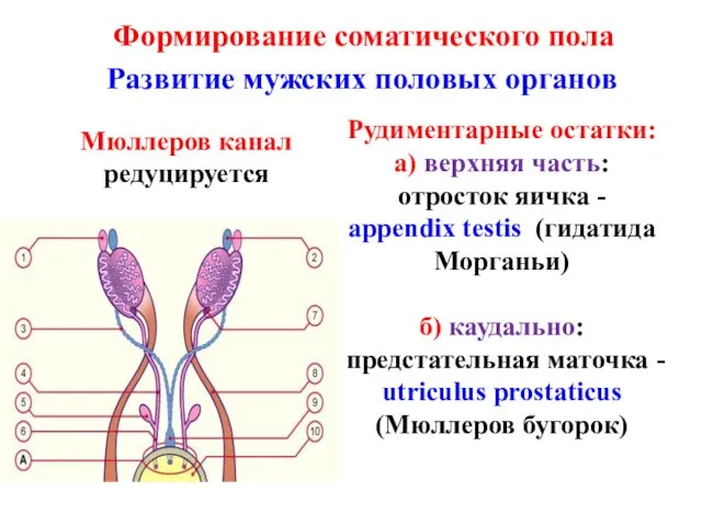 Рудиментарные остатки: а) верхняя часть: отросток яичка - аppendix testis