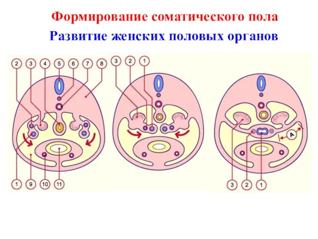 Формирование соматического пола Развитие женских половых органов