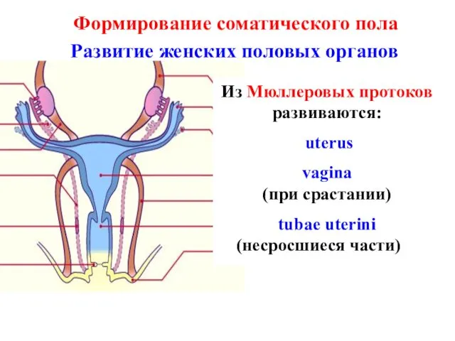 Формирование соматического пола Развитие женских половых органов Из Мюллеровых протоков