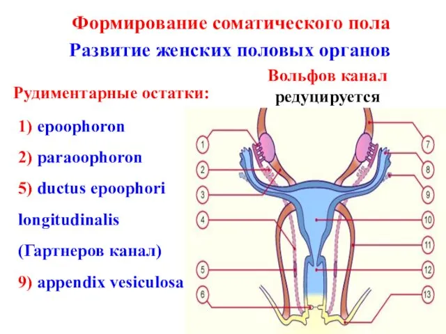Формирование соматического пола Развитие женских половых органов Рудиментарные остатки: Вольфов