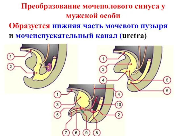 Преобразование мочеполового синуса у мужской особи Образуется нижняя часть мочевого пузыря и мочеиспускательный канал (uretra)
