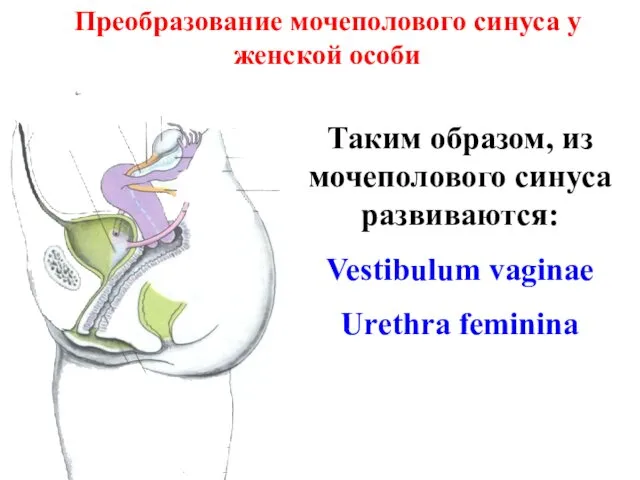 Преобразование мочеполового синуса у женской особи Таким образом, из мочеполового синуса развиваются: Vestibulum vaginae Urethra feminina