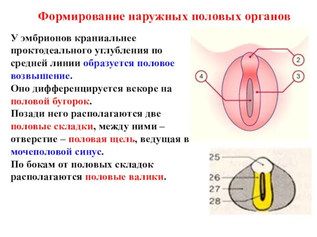 Формирование наружных половых органов У эмбрионов краниальнее проктодеального углубления по