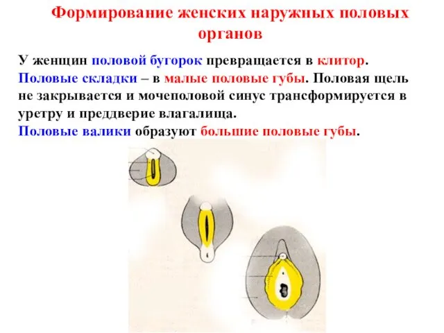 Формирование женских наружных половых органов У женщин половой бугорок превращается