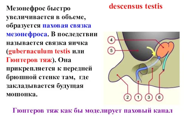 descensus testis Мезонефрос быстро увеличивается в объеме, образуется паховая связка