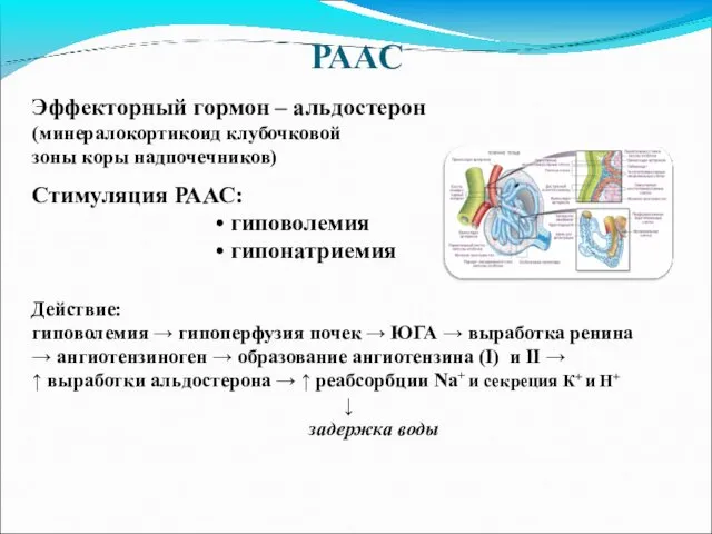 РААС Эффекторный гормон – альдостерон (минералокортикоид клубочковой зоны коры надпочечников)