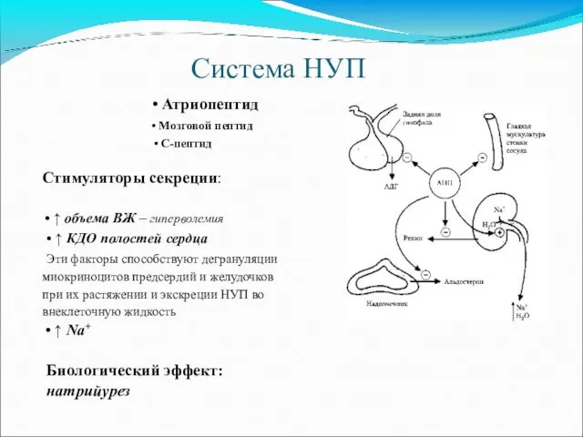 Система НУП • Атриопептид • Мозговой пептид • С-пептид Стимуляторы