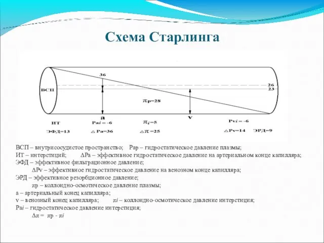 Схема Старлинга ВСП – внутрисосудистое пространство; Pap – гидростатическое давление