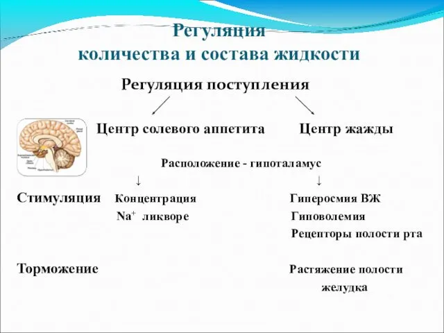 Регуляция количества и состава жидкости Регуляция поступления Центр солевого аппетита