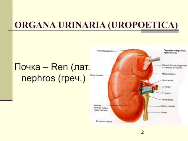 ORGANA URINARIA (UROPOETICA) Почка – Ren (лат.), nephros (греч.)