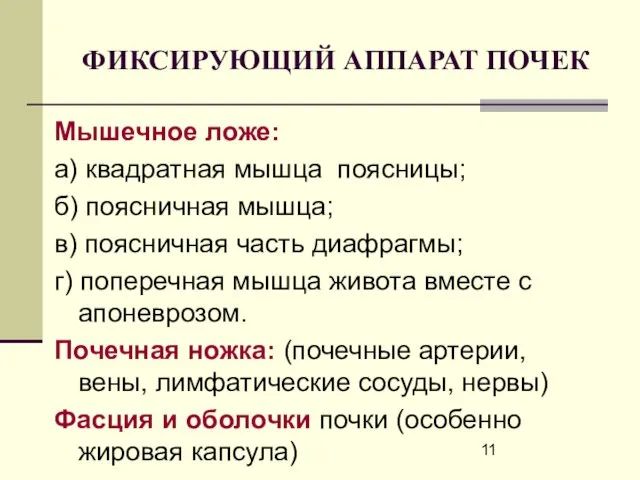 ФИКСИРУЮЩИЙ АППАРАТ ПОЧЕК Мышечное ложе: а) квадратная мышца поясницы; б)