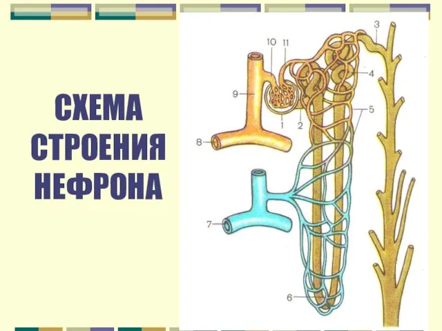 СХЕМА СТРОЕНИЯ НЕФРОНА