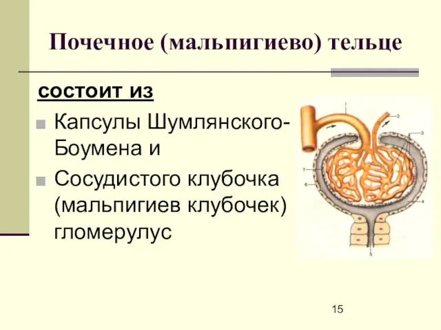 Почечное (мальпигиево) тельце состоит из Капсулы Шумлянского-Боумена и Сосудистого клубочка (мальпигиев клубочек) гломерулус