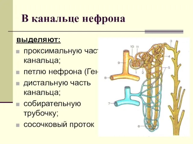 В канальце нефрона выделяют: проксимальную часть канальца; петлю нефрона (Генли);